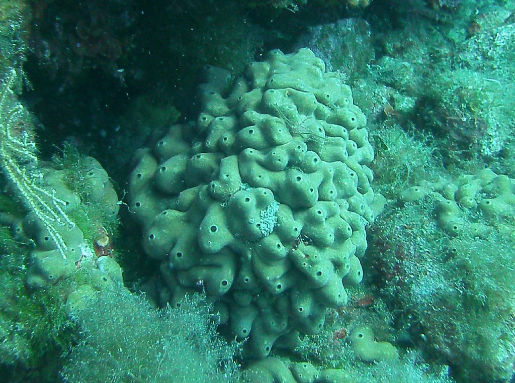 Chondrilla nucula?